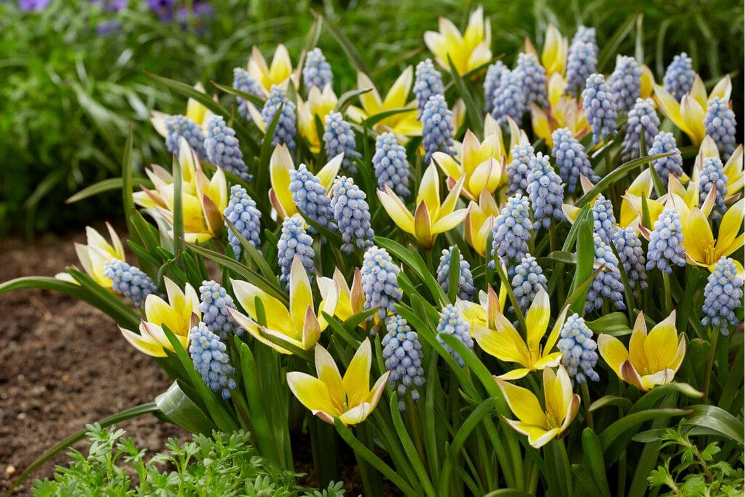 Blumenzwiebel - Kollektion 'Petit Love' - Løgblanding